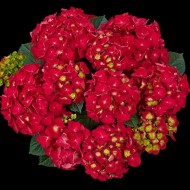 Гортензия Hydrangea Speedy Red Improved